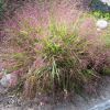 Eragrostis Spectabilis Purple Love Grass